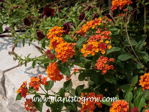 Lantana  Luscious  Marmalade